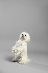 Cute white Maltese dog on light grey background, space for text