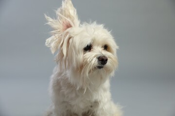 Cute white Maltese dog on light grey background