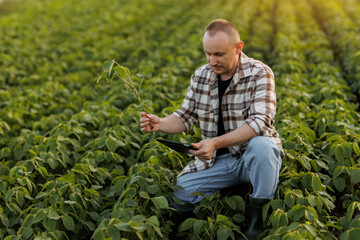 Male farmer or agronomist uses digital tablet to analyse and check the growth and disease of soybeans plants at soya field, seasonal work. Smart farming technology and agriculture business concept.