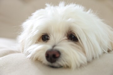 Cute white Maltese dog on sofa at home, closeup