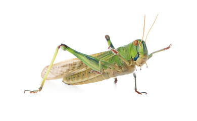 One locust on white background. Wild insect