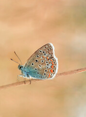 Brown Argus Butterfly fly in autumn field by blurred background, side view