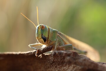 One locust on snag against blurred background, closeup