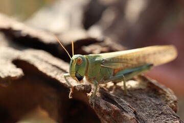 One locust on snag against blurred background, closeup. Space for text