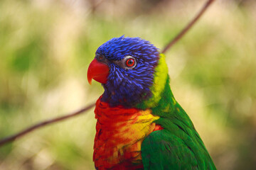 Vibrant Rainbow Lorikeet with stunning detail showcasing colorful plumage and bright eyes