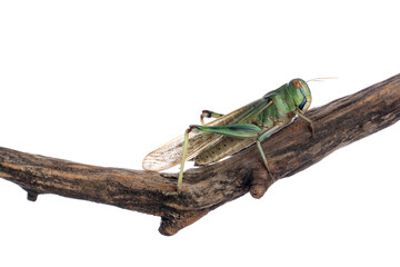 Fototapeta premium One locust on snag against white background. Wild insect