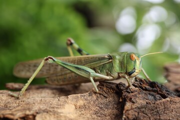 One locust on snag outdoors, closeup. Wild insect