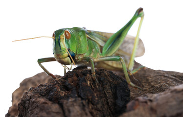 One locust on snag against white background. Wild insect