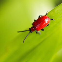 Vibrant red beetle resting on bright green leaf - perfect for nature, biology, and eco-friendly projects
