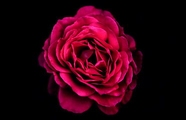Stunning crimson rose blossom against black backdrop for sophisticated elegance and romantic themes