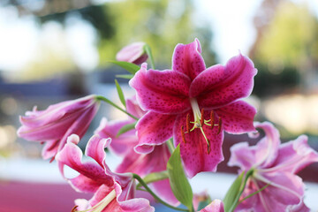 Stunning pink lilies blooming in the bright sunshine create a sense of warmth and natural beauty