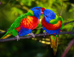 Vibrant rainbow lorikeets sharing affection, a stunning symbol of love and connection in nature's beauty