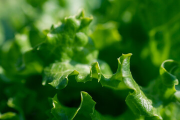 Fresh green lettuce closeup for healthy eating promotion or organic farm advertising content now available