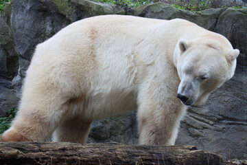 A polar bear stands near rocky cliffs, its thick creamy-white fur glowing as it looks back with a calm yet powerful presence.