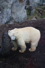 A polar bear stands near a large tire, its thick creamy fur contrasting with the dark ground and rocky background.