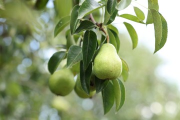 Pear tree branch with fruits in garden, closeup