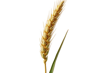 A close-up, detailed view of a single wheat ear against a pure black background, highlighting its golden hues and delicate structure.