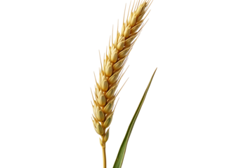 A close-up, detailed view of a single wheat ear against a pure black background, highlighting its golden hues and delicate structure.