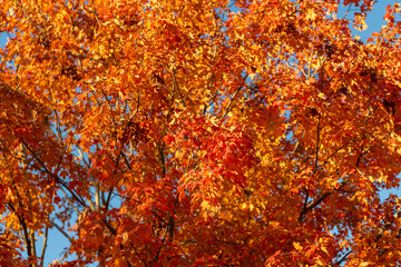Fototapeta premium Autumnal sunny day. Seasonal leaves on tree. Natural autumn leaves. Autumn beauty of nature. Fall season nature. Fall leaves of tree. Golden trees. Autumn tree. Nature in fall season