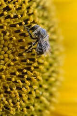 Abeille sur fleur de tournesol