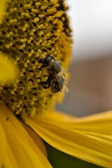Abeille sur fleur de tournesol
