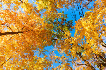 Fall weather outdoor. Leaves in autumn nature forest. Fallen leaves. Autumn nature forest. Orange and yellow fall leaves. Fall season colors. Nature in autumn. Autumn haze
