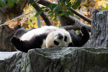 Funny pose of Fu Bao, panda returned from South Korea, Shenshuping, China