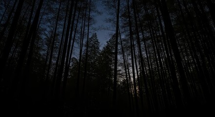 Obraz premium A dark forest with tall trees reaching towards a twilight sky, creating a sense of mystery and depth.