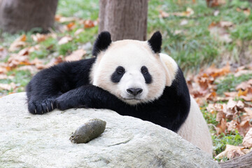 Obraz premium Close up Sleeping Panda in China