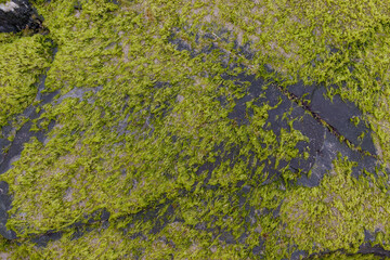 Green background of algae seaweed. Stone with bright seaweed closeup. Natural velvet texture of sea grass. Sea plant close image. Seaside rock texture.