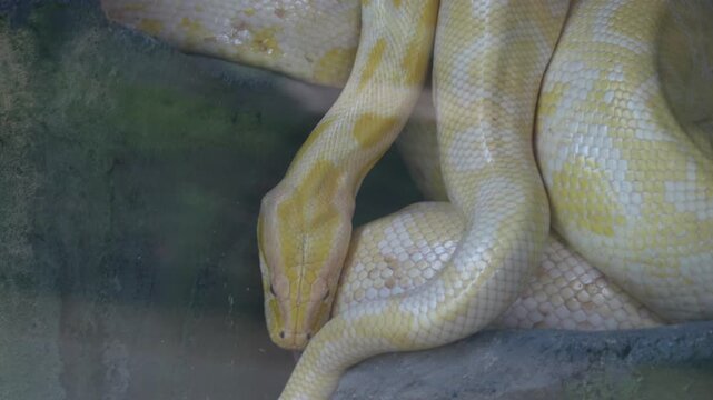 python bivittatus also known as the burmese python is a large nonvenomous snake admired for its striking patterns strength and popularity in reptile keeping and zoos
