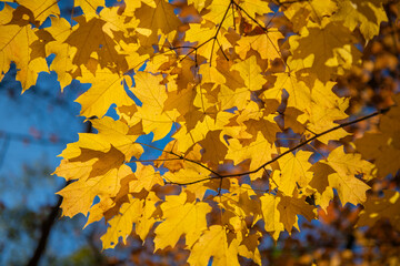 Orange and yellow fall leaves. Fall season colors. Nature in autumn. Fall weather outdoor. Leaves in autumn nature forest. Fallen leaves. Warm weather. Autumn nature forest