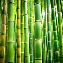 Obraz premium Dense grove of vibrant green bamboo stalks in a lush forest environment