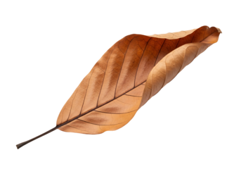 A detailed close-up view of a single, dried leaf, showcasing its intricate vein patterns and a gentle curve against a plain black backdrop.