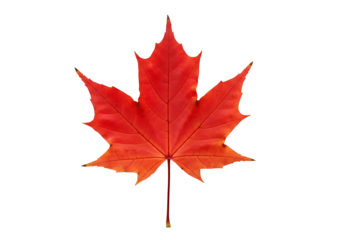 A vibrant autumnal maple leaf, displaying rich crimson hues against a stark black backdrop, showcasing intricate details of the leaf's veins and structure.