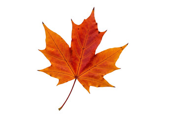 Obraz premium Vibrant autumnal maple leaf, showcasing rich orange hues against a stark black background.