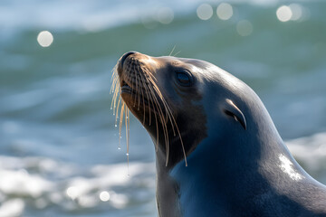 A close up of a wet sea lion looking up water droplets glistening on its whiskers, focusing on the animals face