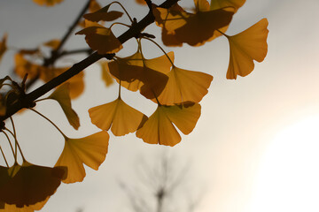 Golden ginkgo leaves dangle from branches against a bright sky, capturing the essence of autumn and natural elegance