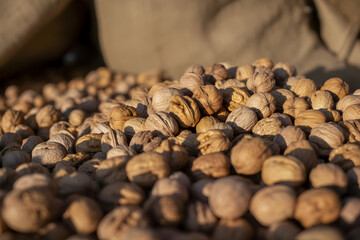 Pile of walnuts in shells with a jute sack Rustic, natural food imagery