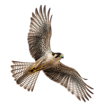Bird with a yellow beak flies through the air