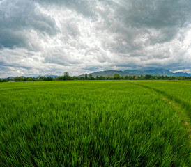Obraz premium A serene summer landscape with a green meadow and a vibrant blue sky filled with scattered clouds