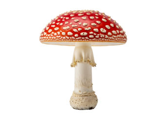 A vivid, close-up shot of a fly agaric mushroom, showcasing its striking red cap dotted with white specks against a stark black background.