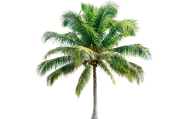 Coconut tree on white background,png