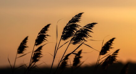 Silhouette of reeds against a vibrant orange and golden sunset sky, creating a peaceful scene.