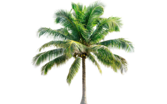 Coconut tree on white background,png