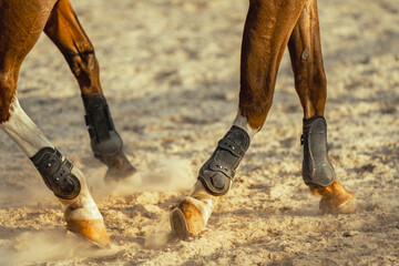 Close-up of a horse's legs trotting on sand, generating dust, wearing protective boots at sunset.
