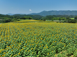 Fototapeta premium ひまわり畑