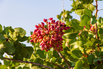 Pistachio Nuts  on Tree ready for harvest on Filed