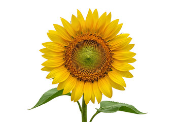 Obraz premium A vibrant sunflower, highlighted against a stark black backdrop, showcases its radiant yellow petals and intricate seed-filled center.