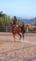 Equestrian Riding Horse in Arena on a Sunny Day